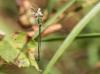 Lestes virens